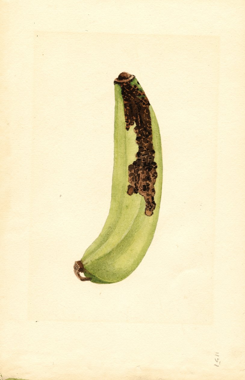 Banaani (Musa) (akvarelli) tekijältä James Marion Shull