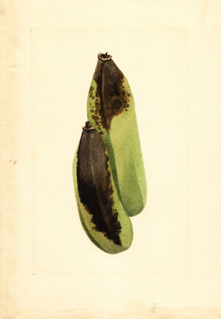 Banaanit (Musa) (akvarelli) tekijältä James Marion Shull