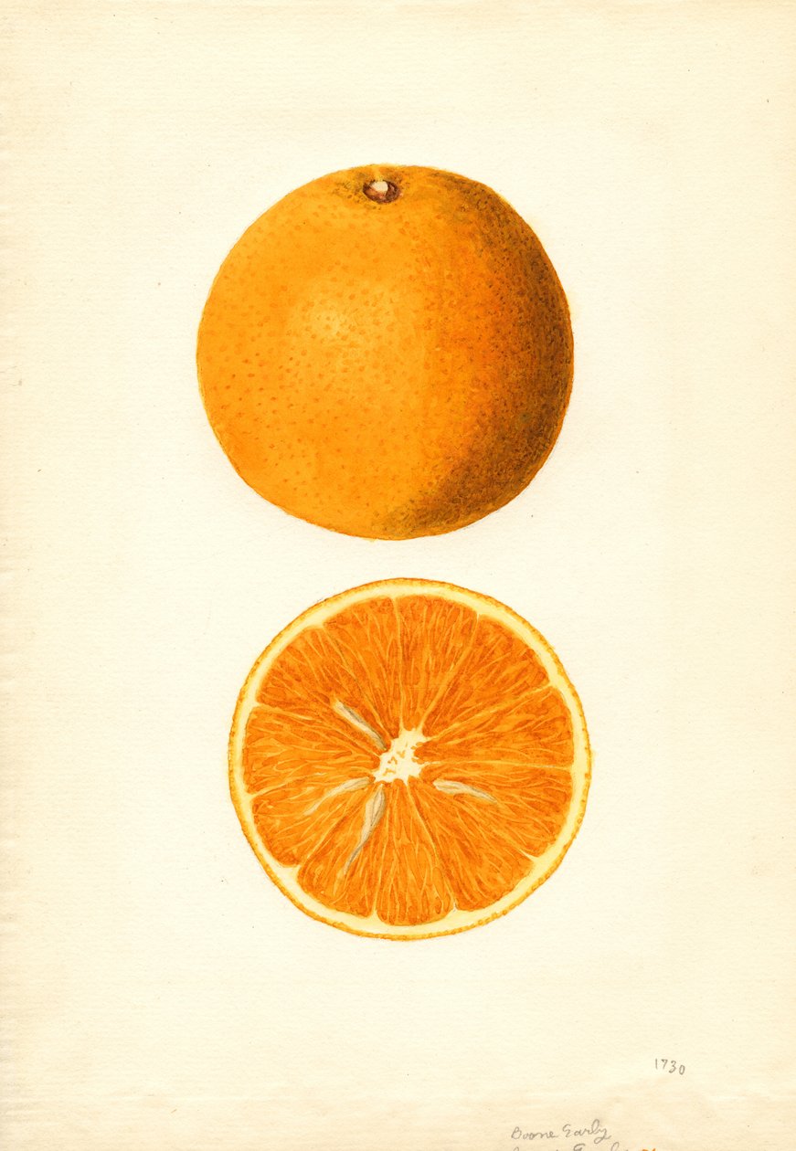 Boone Early Appelsiinit (Citrus sinensis) (vesiväri) tekijältä James Marion Shull