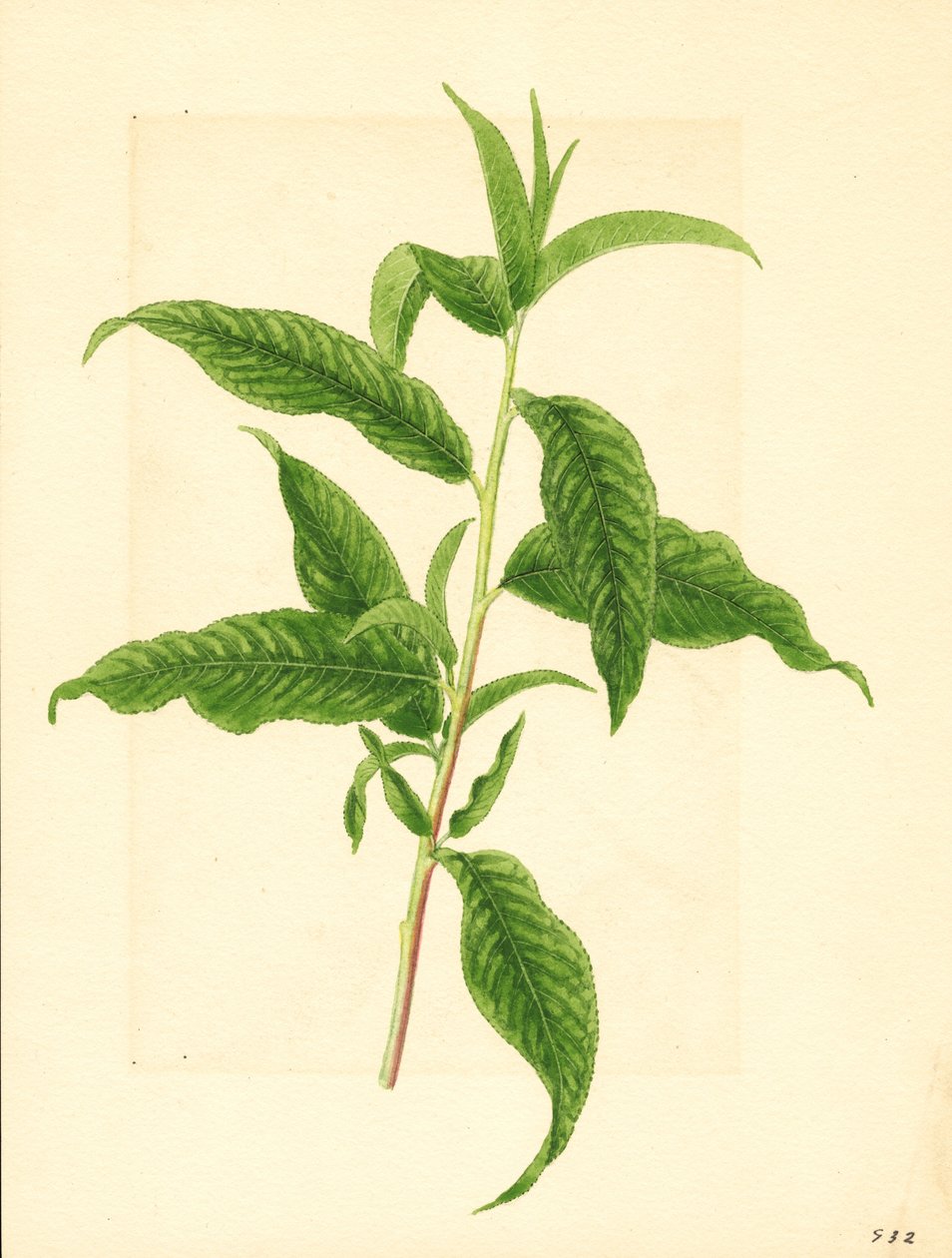 Elberta Persikkapuun ( Prunus persica: Elberta) vihreiden lehtien oksa (akvarelli) tekijältä James Marion Shull