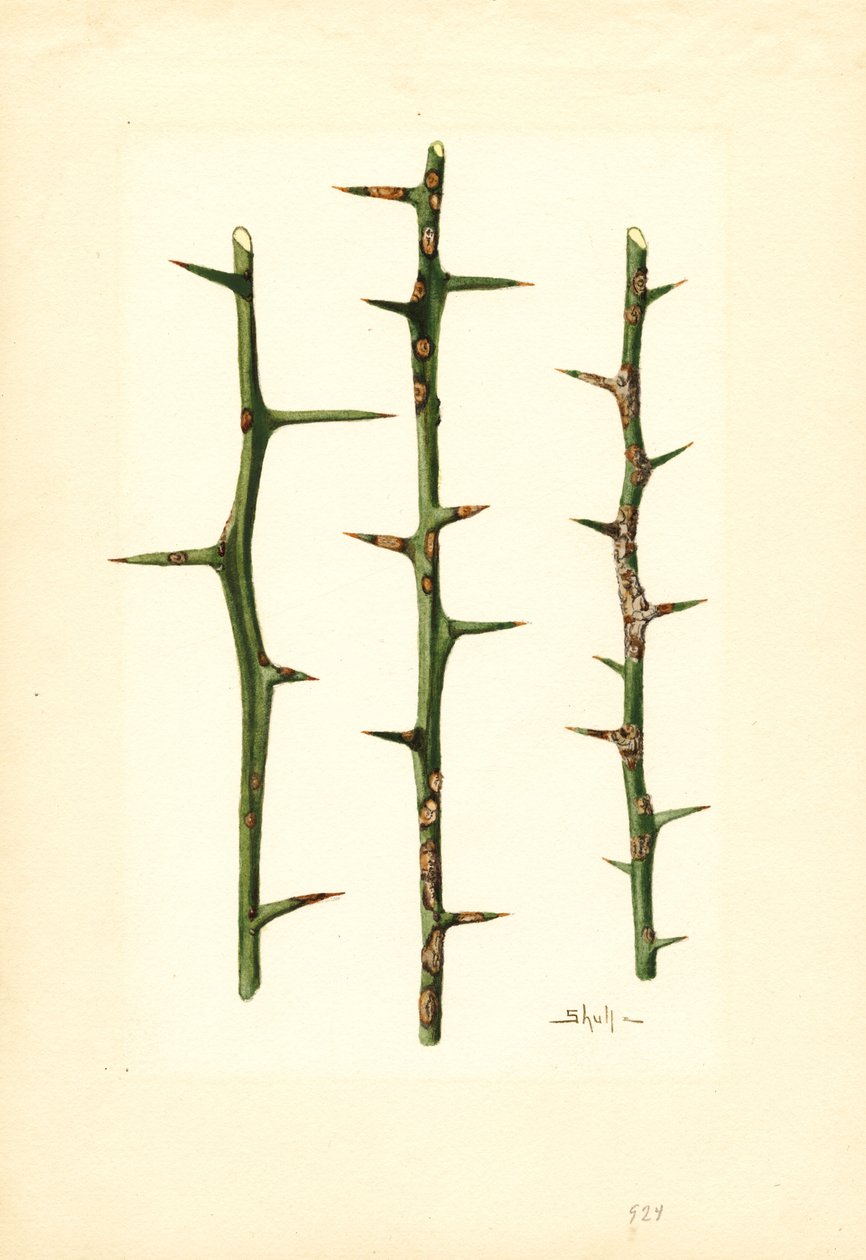 Citrus Canker on Orange kasvin varsi (Poncirus trifoliata) (vesiväri) tekijältä James Marion Shull
