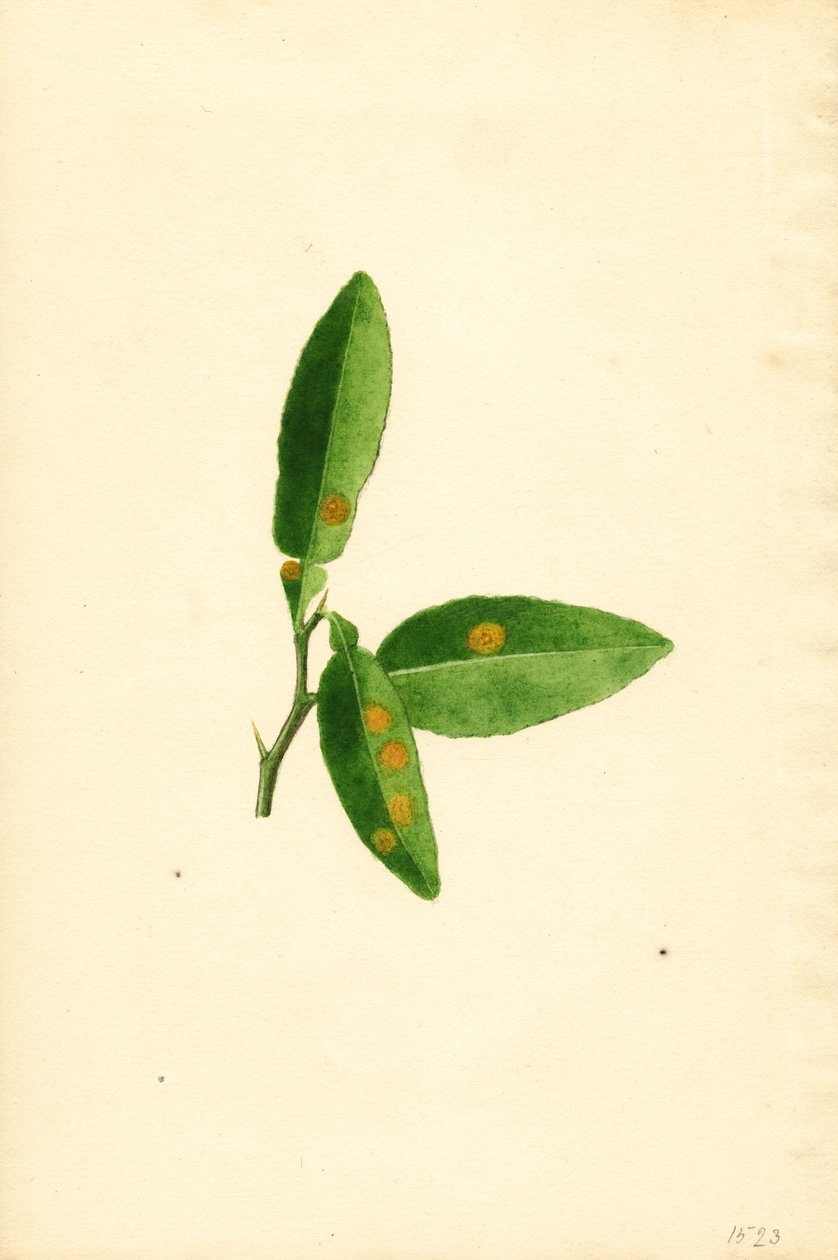 Sairastunut appelsiinipuun lehti (Citrus aurantium) (akvarelli) tekijältä James Marion Shull