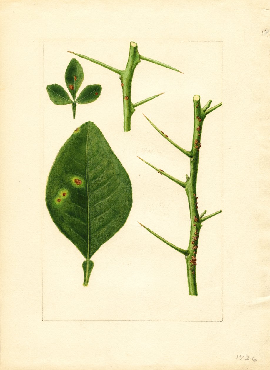 Sairastunut appelsiinipuun lehti ja oksa (Poncirus trifoliata) (akvarelli) tekijältä James Marion Shull
