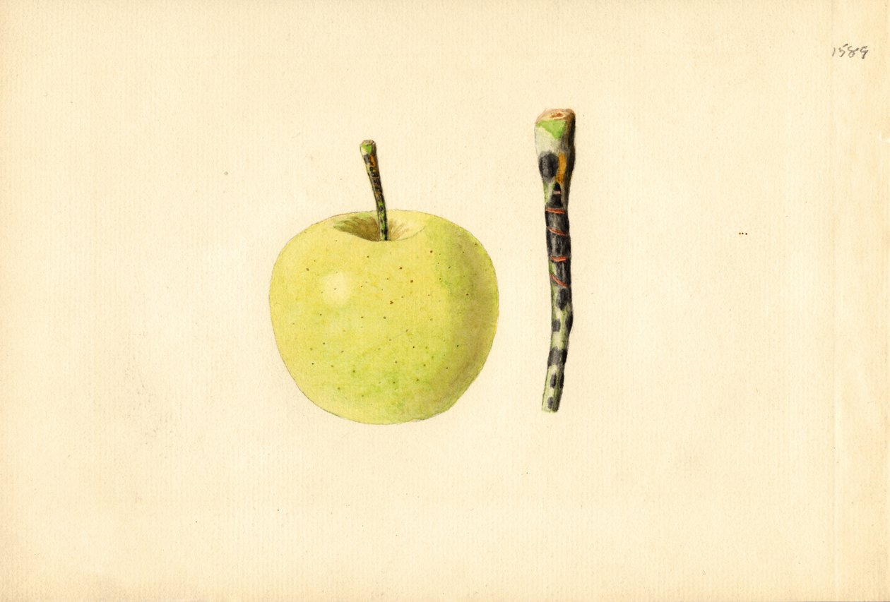 Kultainen omena ( Malus domestica) (akvarelli) tekijältä James Marion Shull