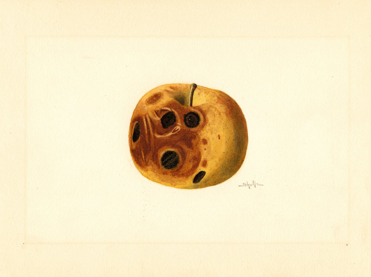 Grimesin omena ( Malus domestica) (akvarelli) tekijältä James Marion Shull