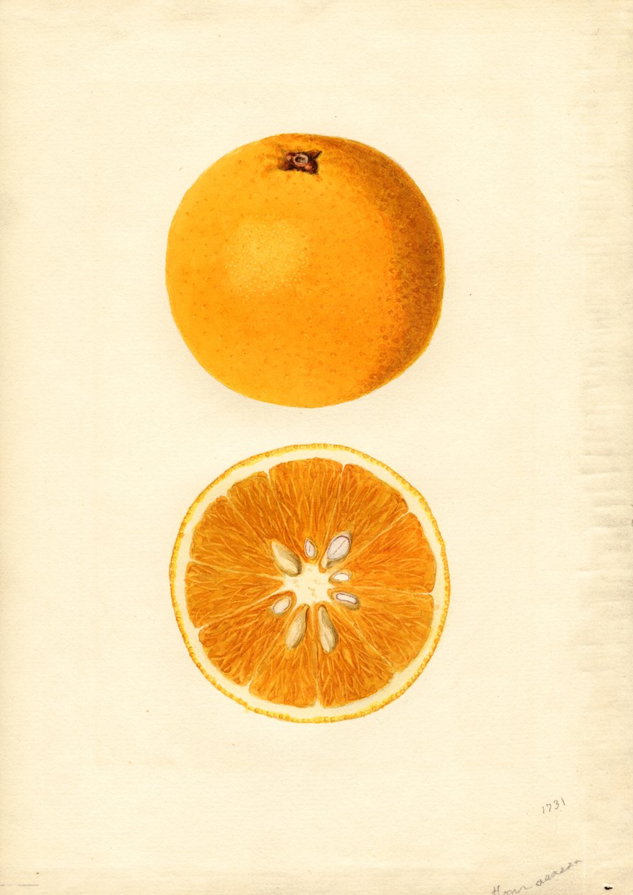Homosassa-appelsiinit ( Citrus sinensis) (akvarelli) tekijältä James Marion Shull