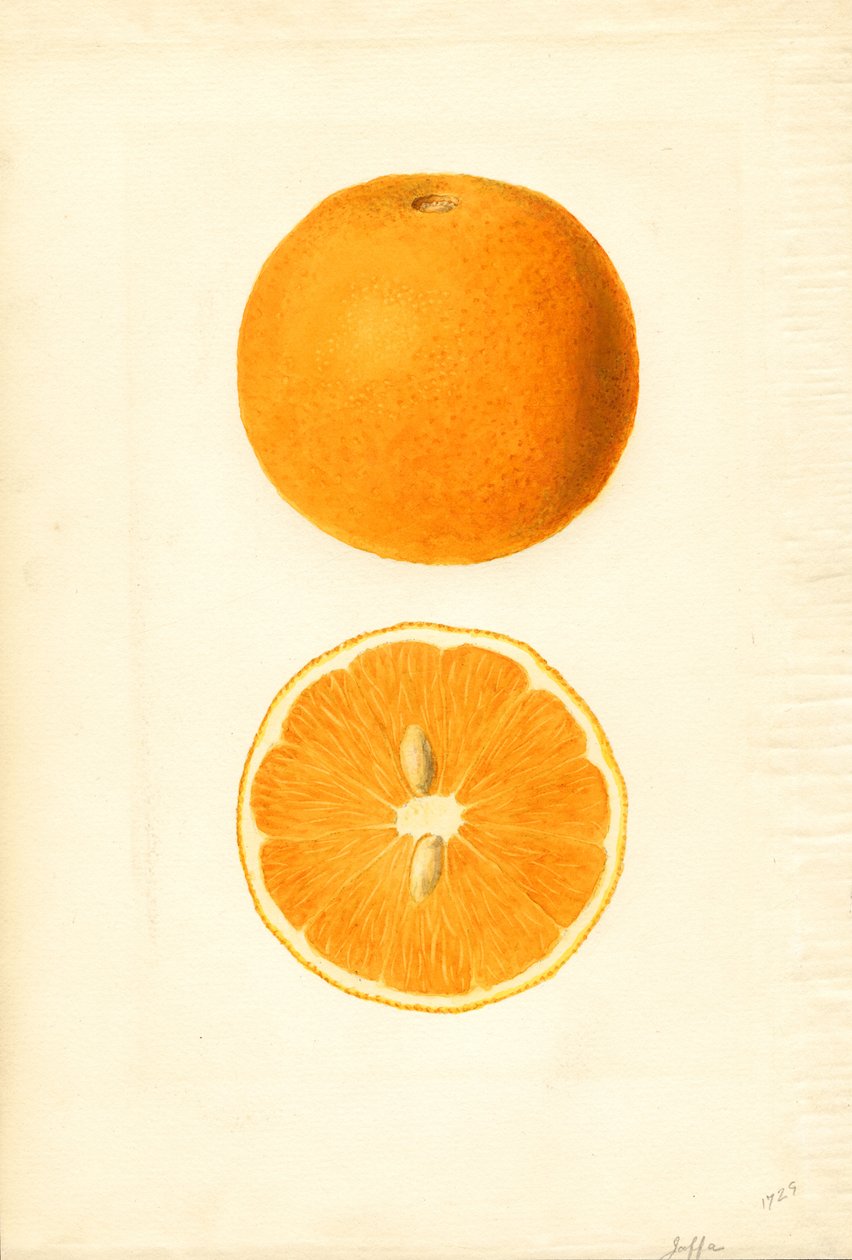 Jaffa-appelsiinit (Citrus sinensis) (akvarelli) tekijältä James Marion Shull