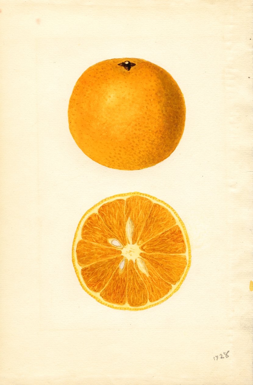 Mallorcan appelsiinit ( Citrus sinensis) (akvarelli) tekijältä James Marion Shull