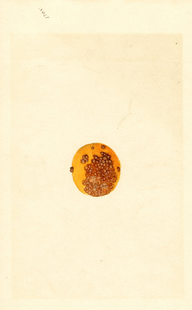 Appelsiini (Poncirus trifoliata) (akvarelli) tekijältä James Marion Shull