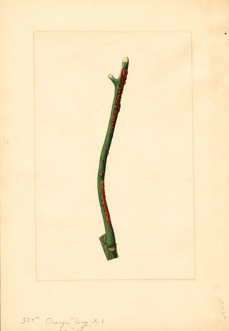 Appelsiinipuun oksa (Citrus sinensis: Valencia) (akvarelli) tekijältä James Marion Shull