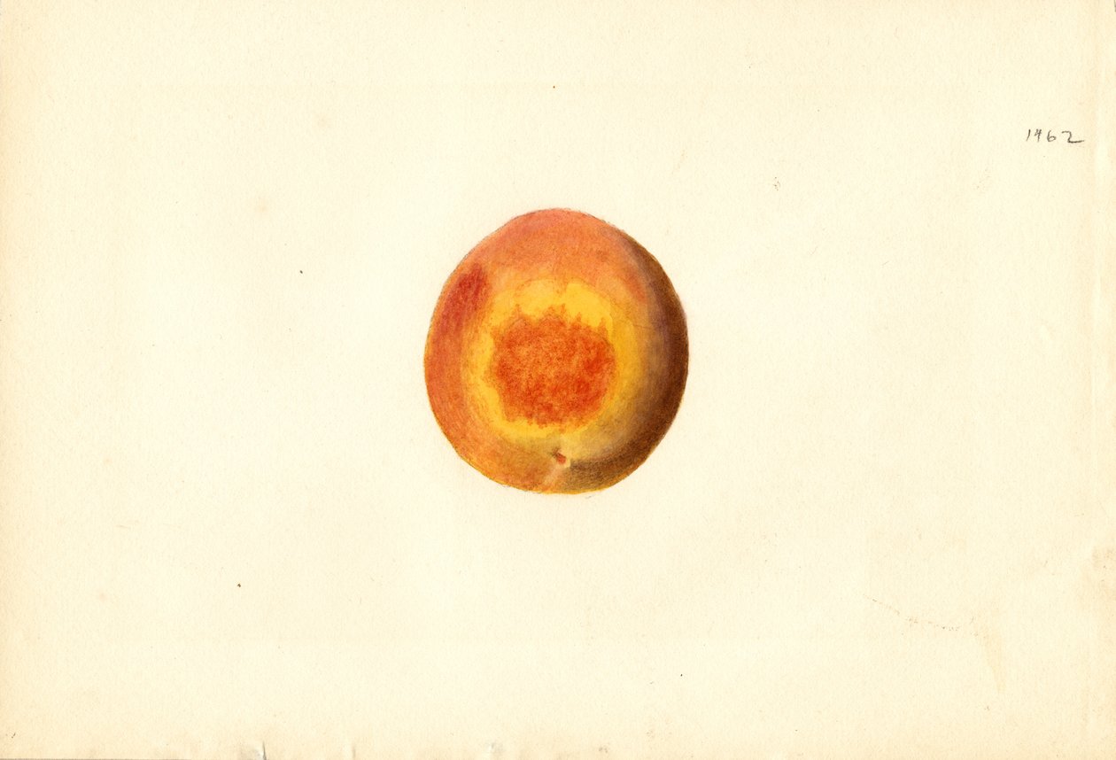 Persikka ( Prunus persica: Elberta) (akvarelli) tekijältä James Marion Shull