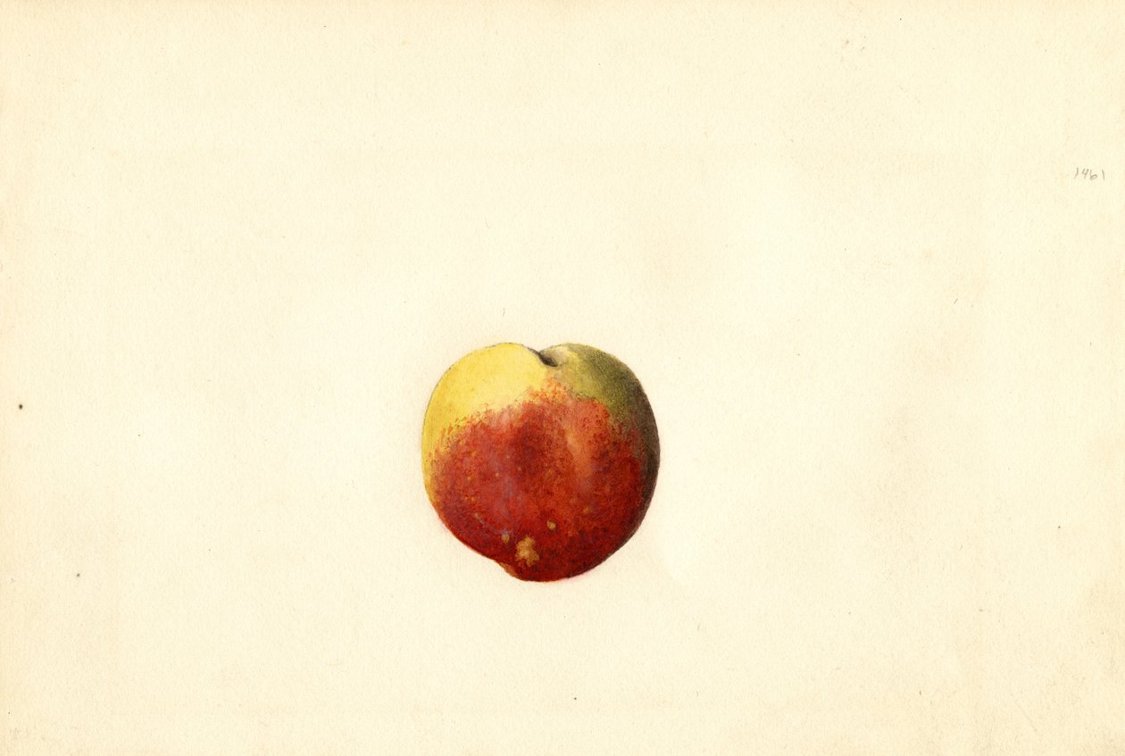 Persikka ( Prunus persica: Elberta) (akvarelli) tekijältä James Marion Shull