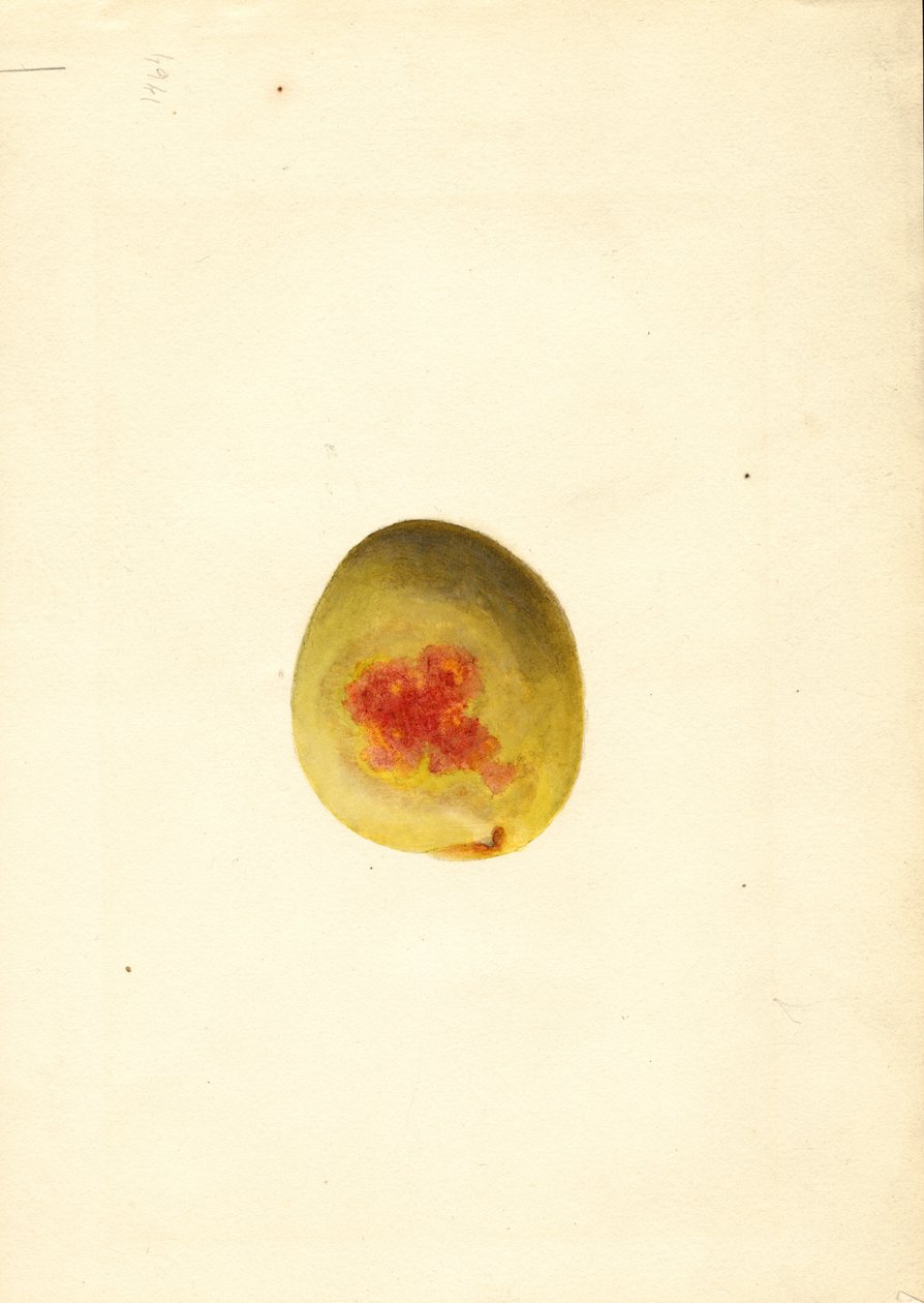 Persikka ( Prunus persica: Elberta) (akvarelli) tekijältä James Marion Shull