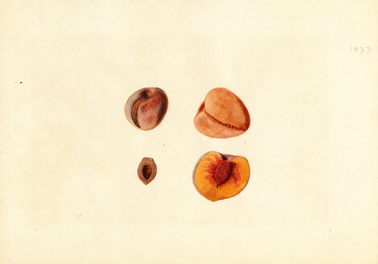 Persikat ( Prunus persica: Hutchkins) (vesiväri) tekijältä James Marion Shull