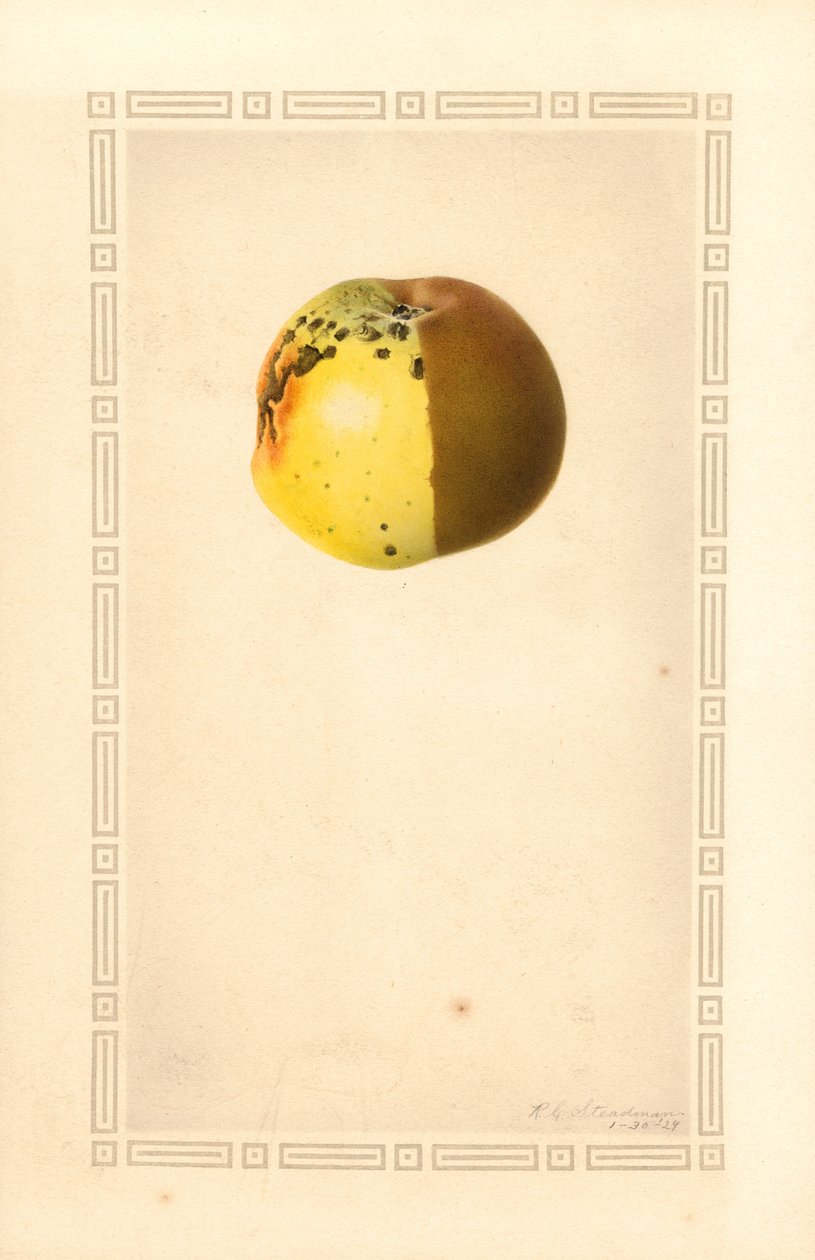 Omena (Malus domestica) (vesiväri) tekijältä James Marion Shull