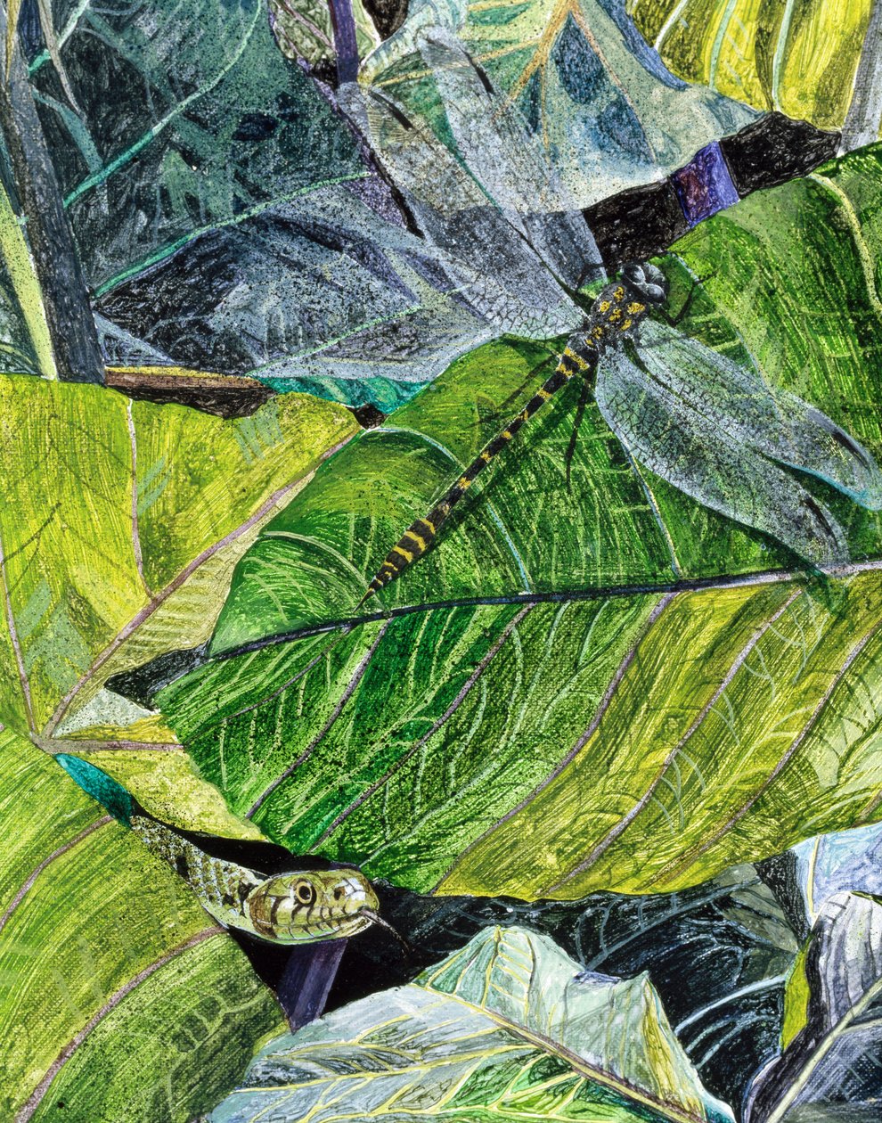 Water Snake and Dragon-fly, 1971 tekijältä James Reeve