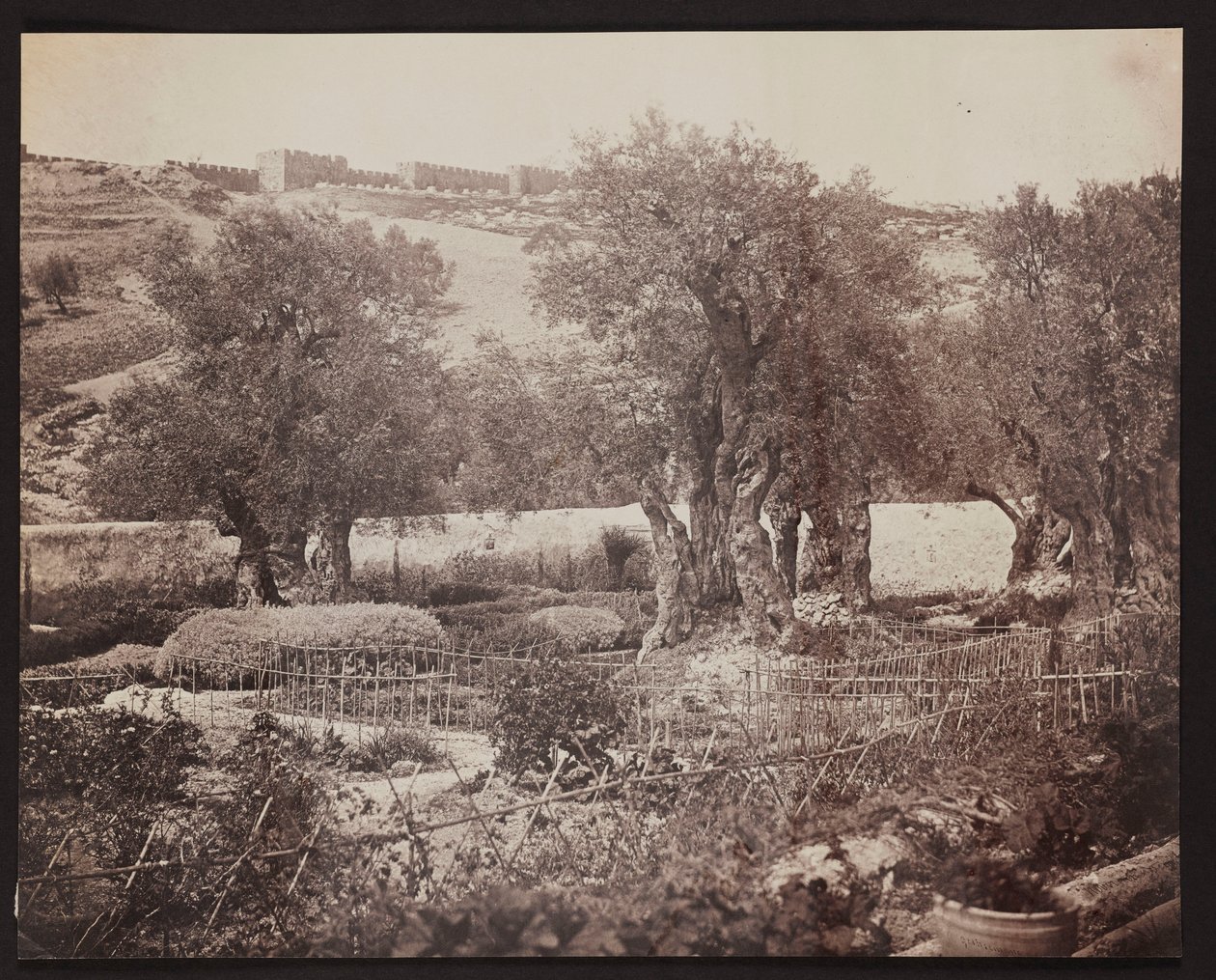 Getsemane [Jerusalem. Getsemanen puutarha] tekijältä James Robertson