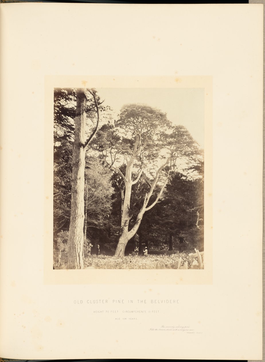 Vanha Cluster Pine Belvideressä tekijältä James Sinclair, 14th Earl of Caithness