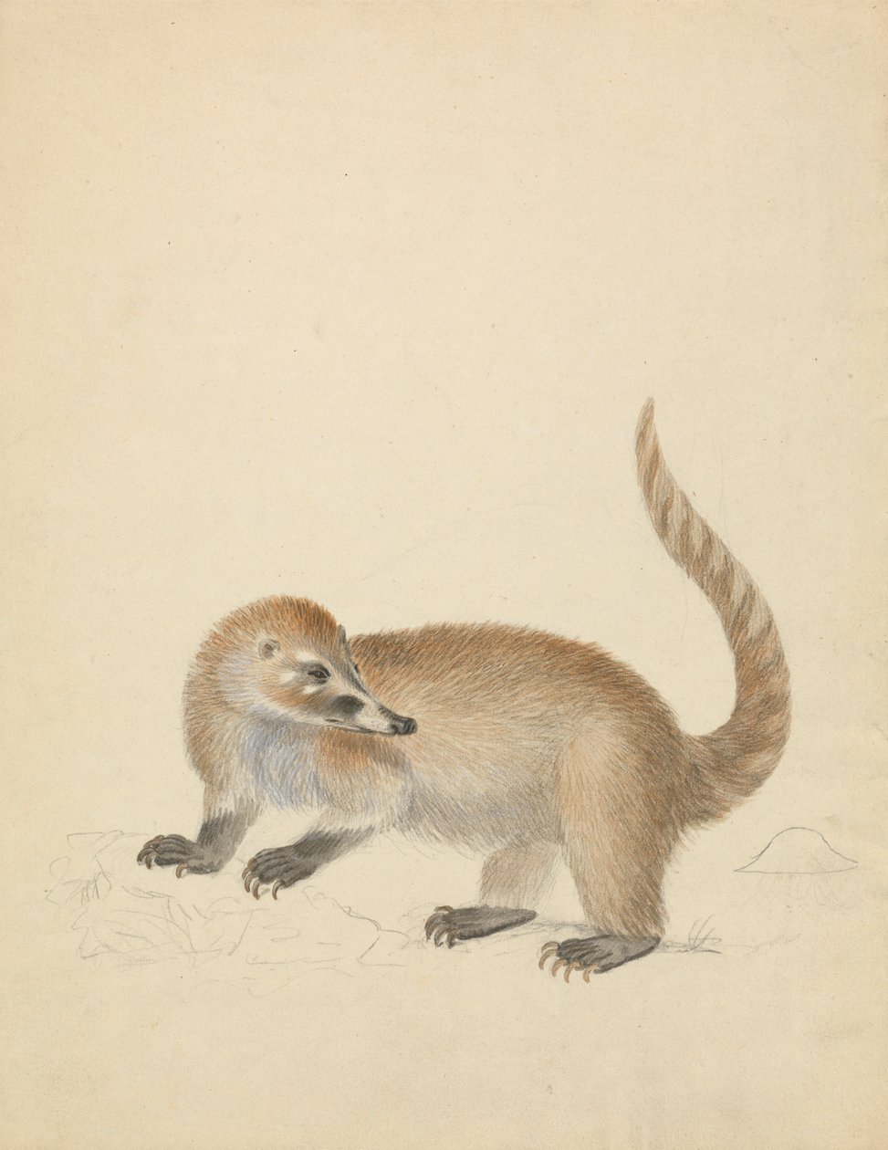 Coatimundista tekijältä James Sowerby