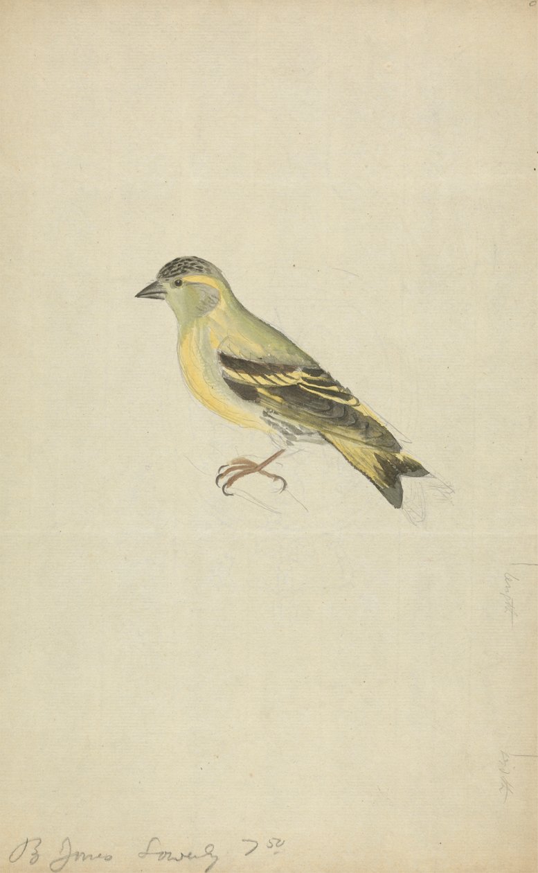 Um Finch (Siskin?) finlandês tekijältä James Sowerby