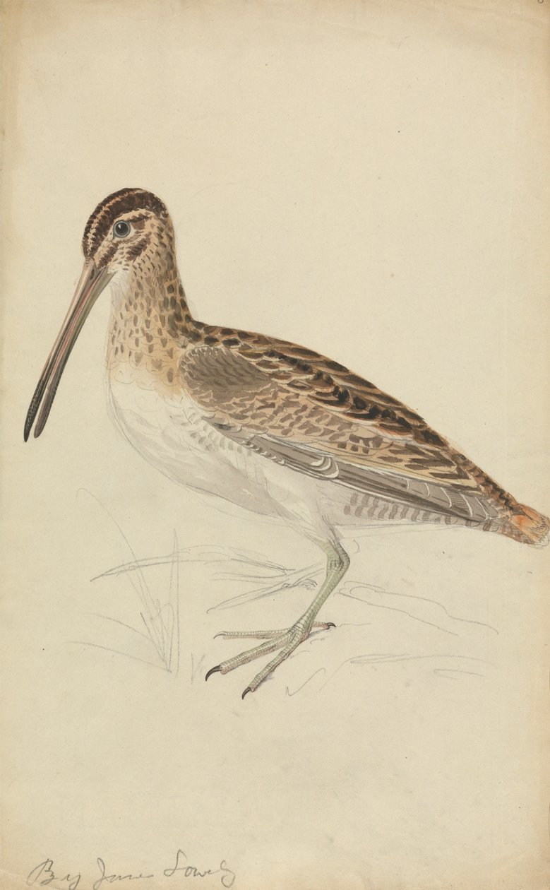 Snipe tekijältä James Sowerby