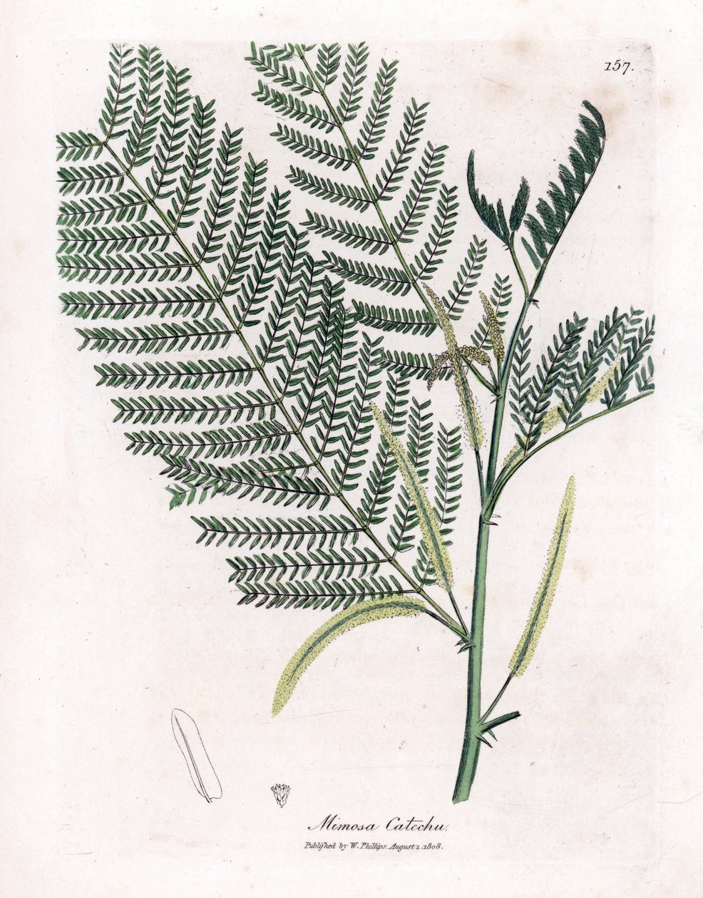 Akaasia cachou tai cachoutier - Catechu, Acacia catechu. Käsinvärinen kuparikaiverrus James Sowerbyn kasvitieteellisestä kuvituksesta William Woodvillesta ja Sir William Jackson Hookerin "" Medical Botany" -teoksesta, John Bohn, Lontoo tekijältä James Sowerby