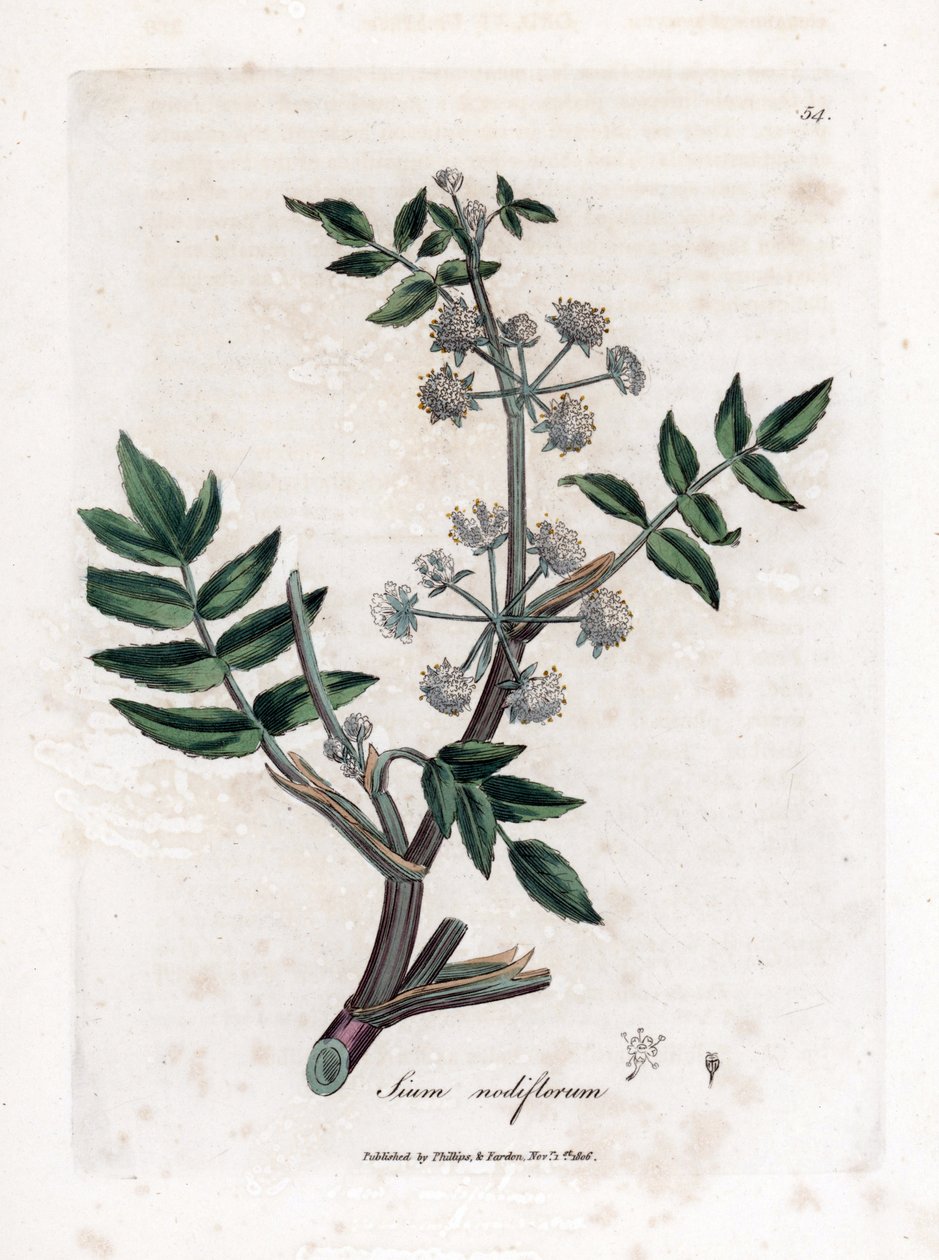 Ache false vesikrassi - Hiipivä vesipalsternakka, Sium nodiflorum. Käsinvärinen kuparilevykaiverrus James Sowerbyn kasvitieteellisestä kuvituksesta William Woodvillesta ja Sir William Jackson Hookerin "" Medical Botany" -teoksesta, John Bohn, Lontoo tekijältä James Sowerby