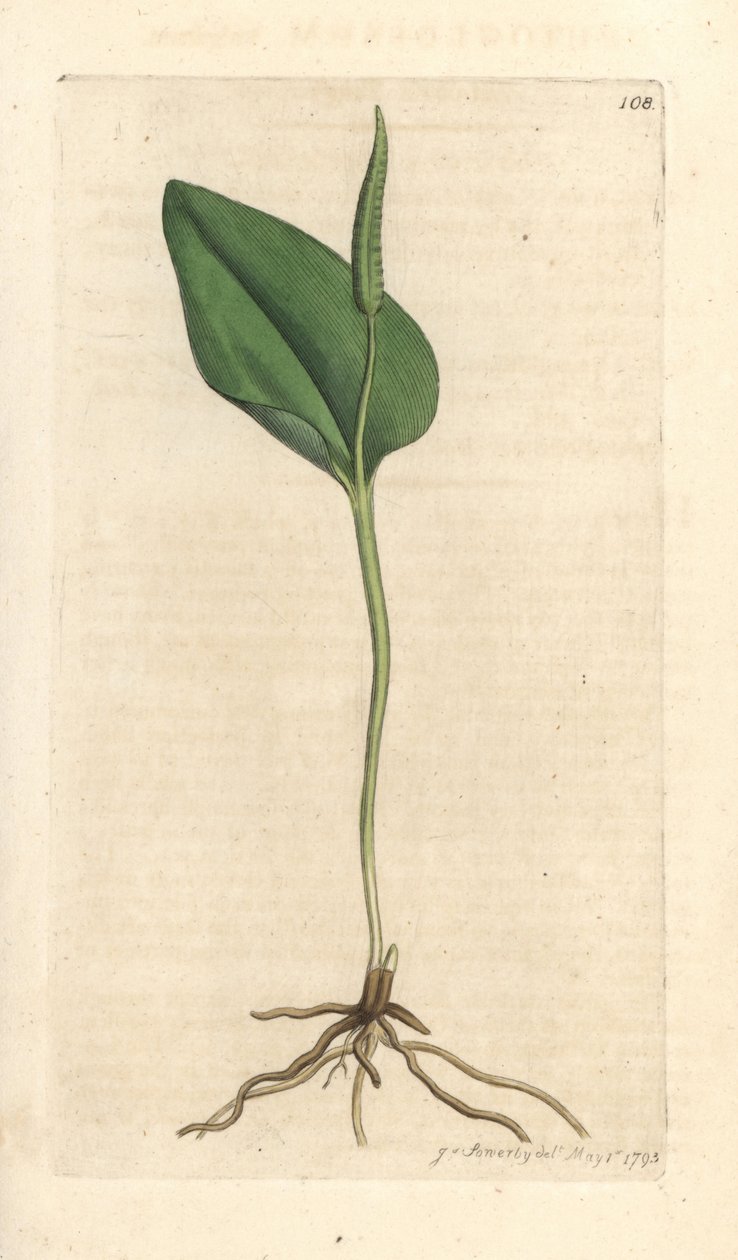 Adderin kieli, Ophioglossum vulgatum (Ophioglossum) Käsinvärinen kuparilevykaiverrus James Sowerbyn piirustuksen jälkeen James Smithin Englannin kasvitieteestä Lontoossa tekijältä James Sowerby