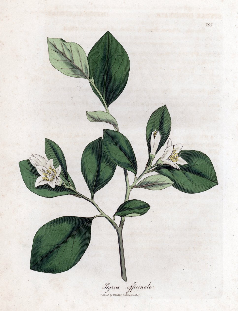 Aliboufier - Storax, Styrax officinalis. Käsinvärinen kuparilevykaiverrus James Sowerbyn kasvitieteellisestä kuvituksesta William Woodvillesta ja Sir William Jackson Hookerin "" Medical Botany" -teoksesta, John Bohn, Lontoo tekijältä James Sowerby