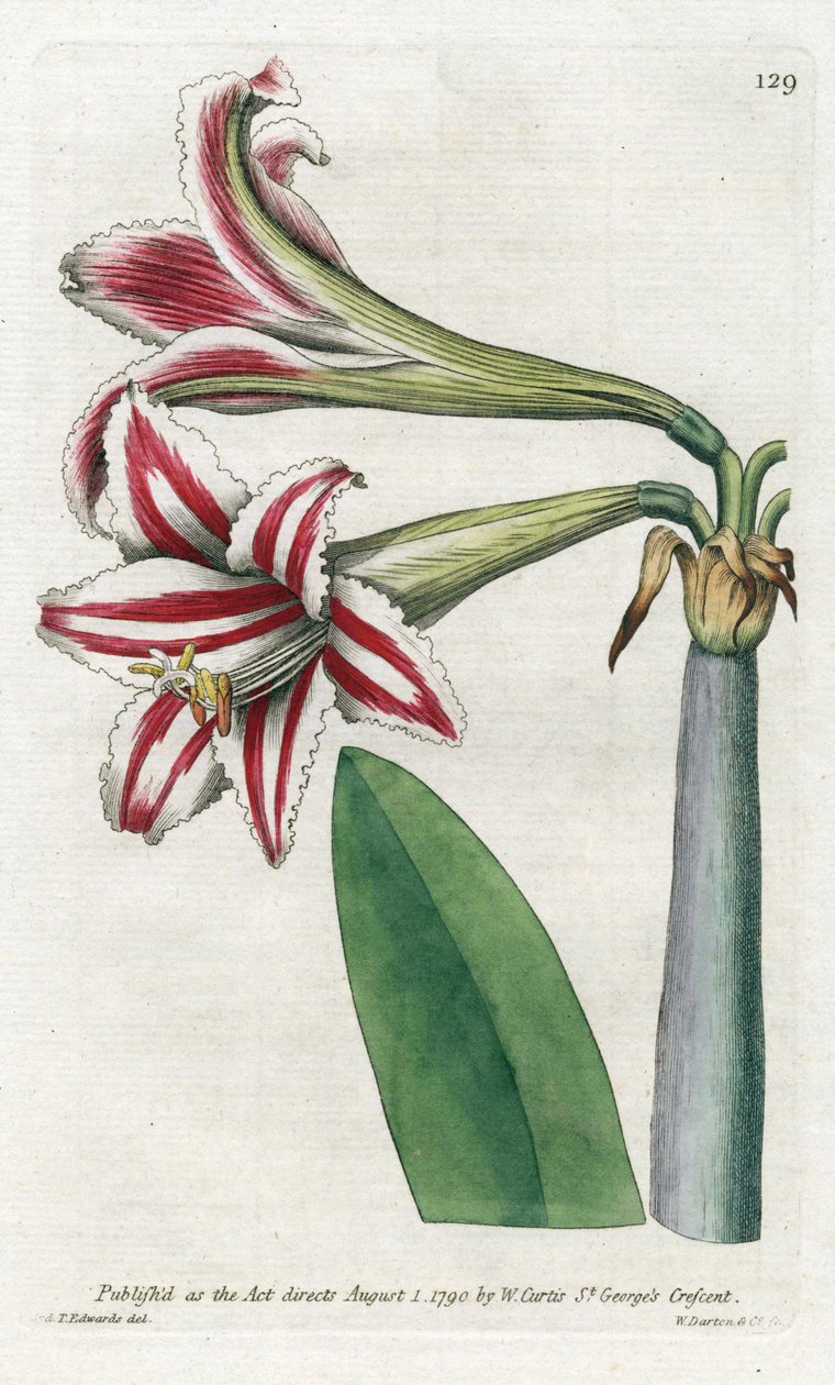 Amaryllis Variete, alun perin Etelä-Amerikasta - James Sowerbyn (1757-1822) litografia, William Curtisin (1746-1799) Botanical Magazine -lehdestä tekijältä James Sowerby