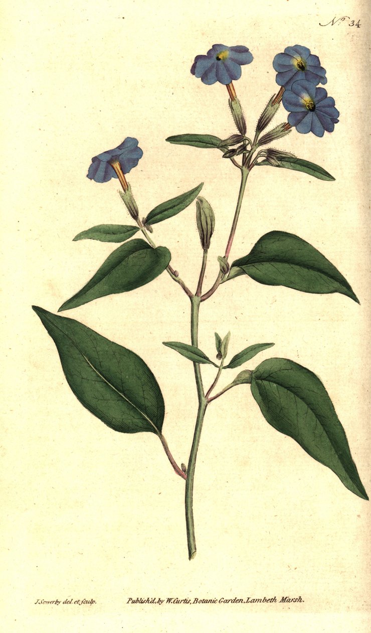 Amerikkalainen browallie - Jamaikan unohtumaton, ametistikukka tai pensasvioletti, Browallia americana (Tall browallia, Browallia elata). James Sowerbyn käsinvärinen kuparikaiverrus ja kasvitieteellinen kuvitus William Curtisin The Botanical Magazinesta, tekijältä James Sowerby