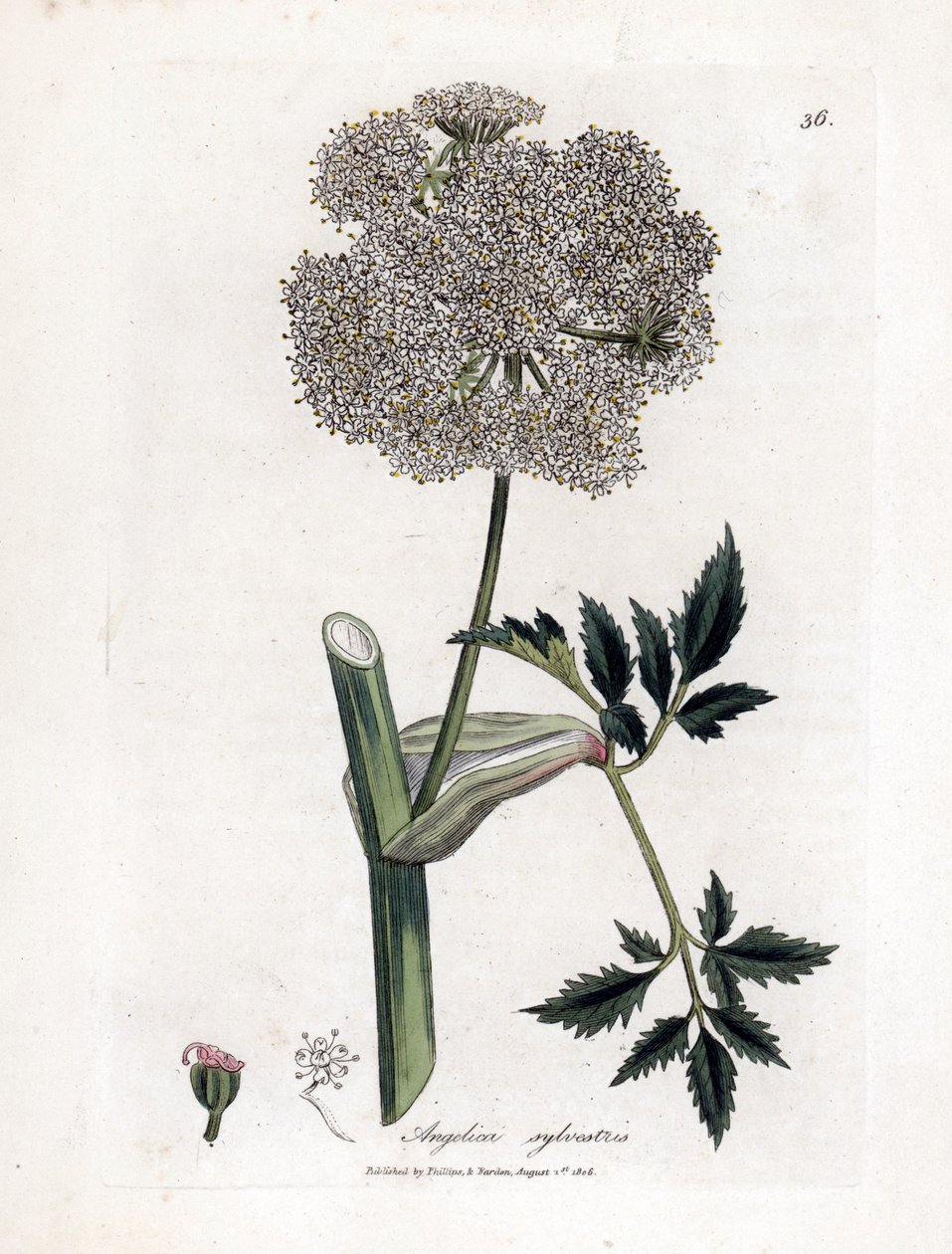 Angelique des bois ou sylvestris - Wild angelica, Angelica sylvestris. Käsinvärinen kuparilevykaiverrus James Sowerbyn kasvitieteellisestä kuvituksesta William Woodvillesta ja Sir William Jackson Hookerin "" Medical Botany" -teoksesta, John Bohn, Lontoo tekijältä James Sowerby
