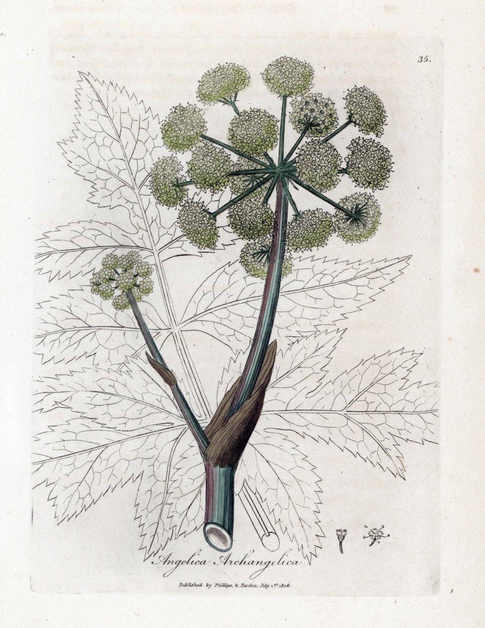 Angelique true tai officinal tai arkkienkeli - Garden Angelica, Angelica archangelica. Käsinvärinen kuparilevykaiverrus James Sowerbyn kasvitieteellisestä kuvituksesta William Woodvillesta ja Sir William Jackson Hookerin "" Medical Botany"," John Bohn, tekijältä James Sowerby