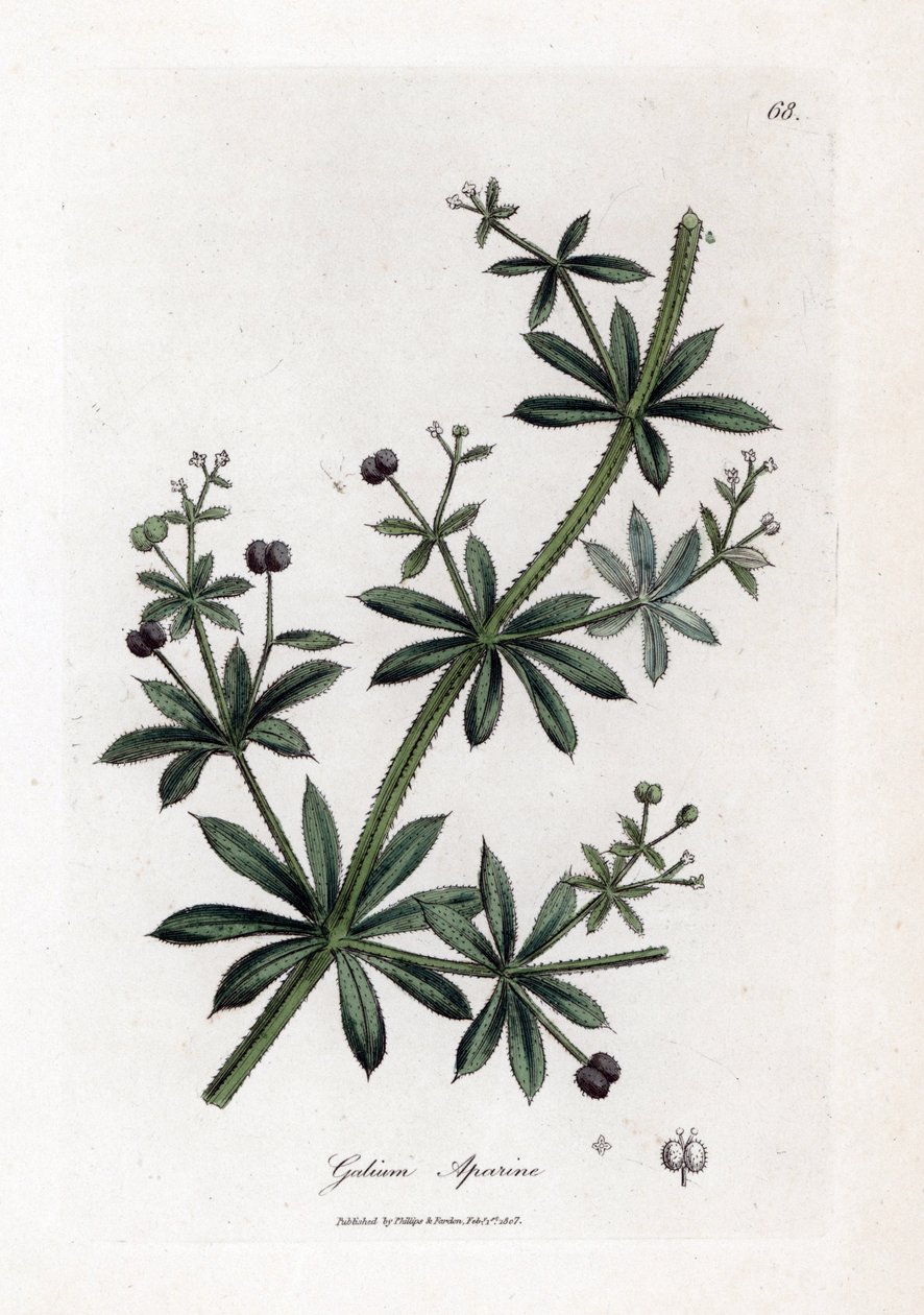 Anissokeri tai scatteron - Hakkurit tai hanhenruoho, Calium aparine. Käsinvärinen kuparilevykaiverrus James Sowerbyn kasvitieteellisestä kuvituksesta William Woodvillesta ja Sir William Jackson Hookerin "" Medical Botany" -teoksesta, John Bohn, Lontoo tekijältä James Sowerby