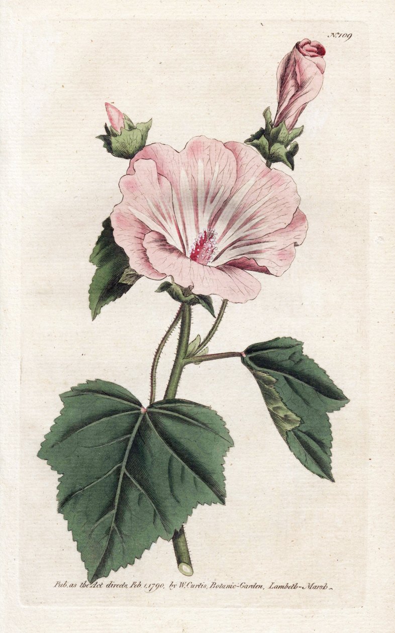 Vuosittainen violetti tai neljännesvuosittainen lavater - James Sowerbyn (1757-1822) litografia, William Curtisin kasvitieteellinen aikakauslehti (1746-1799) tekijältä James Sowerby