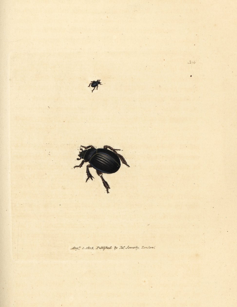 Aphodius arenarius -kuoriainen (Scarabaeus ovalis). James Sowerbyn käsinvärinen kuparikaiverrus The British Miscellanysta tai värillisiä hahmoja uusista, harvinaisista tai vähän tunnetuista eläimistä. tekijältä James Sowerby