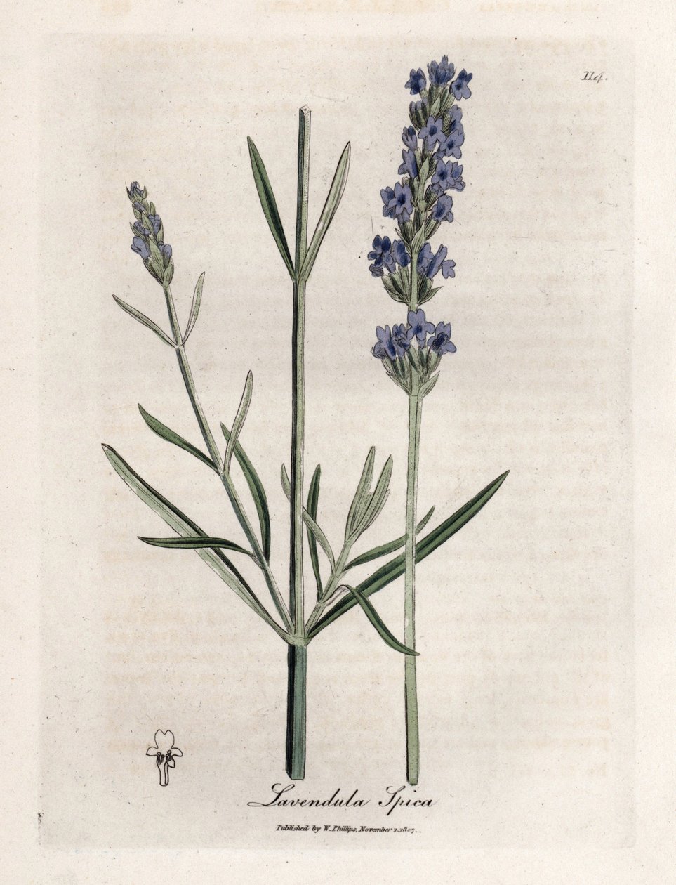 Apic laventeli. Käsinvärjätty kuparikaiverrus James Sowerbyn (1757-1822) piirroksesta Botanique Medicinalessa tekijältä James Sowerby