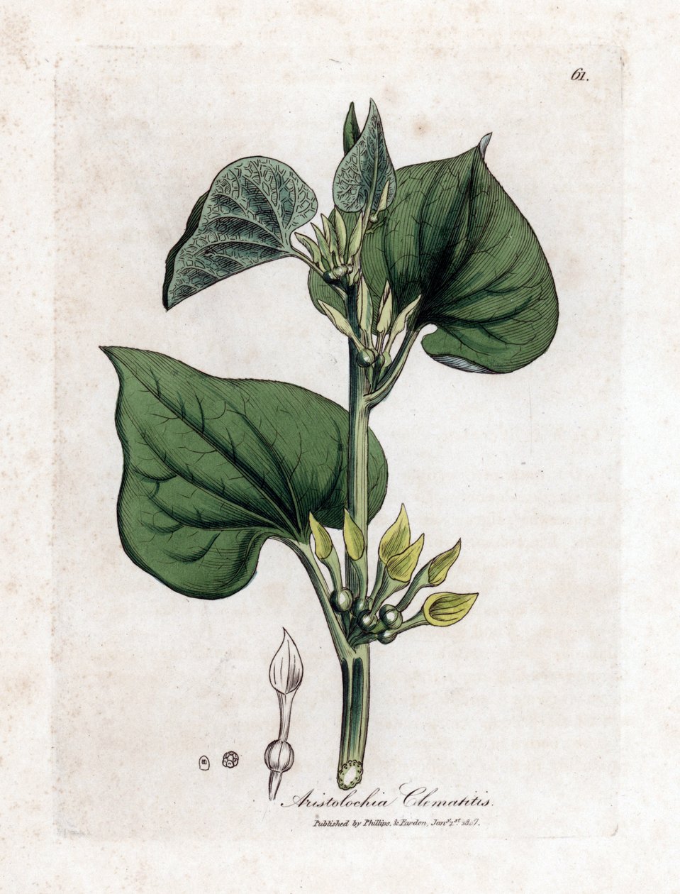 Aristoloche clematite - Kiipeilysyntynyt, Aristolochia clematitis. Käsinvärinen kuparilevykaiverrus James Sowerbyn kasvitieteellisestä kuvituksesta William Woodvillesta ja Sir William Jackson Hookerin "" Medical Botany" -teoksesta, John Bohn, Lontoo tekijältä James Sowerby