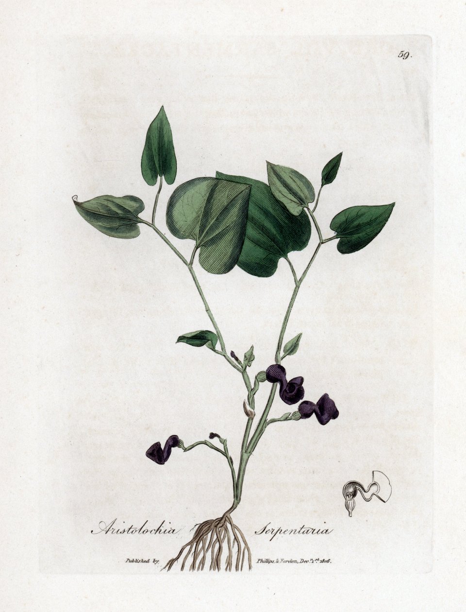 Aristoloche variete - Käärmejuurinen synnyinjuuri, Aristolochia serpentaria. Käsinvärinen kuparikaiverrus James Sowerbyn kasvitieteellisestä kuvituksesta William Woodvillesta ja Sir William Jackson Hookerin "" Medical Botany" -teoksesta, John Bohn, Lontoo tekijältä James Sowerby