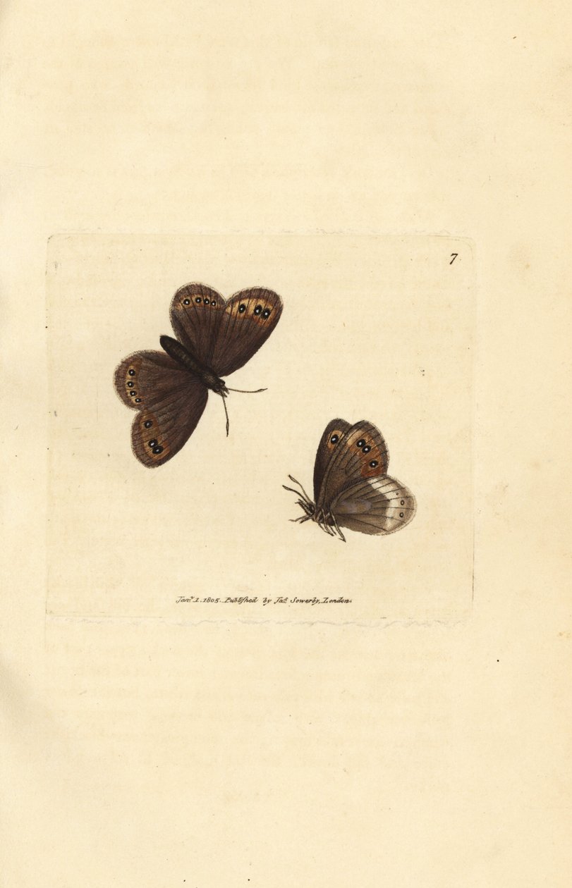 Arran brown, Erebia ligea (Papilio ligea). James Sowerbyn käsinvärinen kuparikaiverrus The British Miscellanysta tai värillisiä hahmoja uusista, harvinaisista tai vähän tunnetuista eläimistä. tekijältä James Sowerby