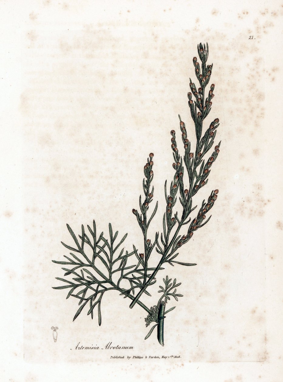 Aurone tai sitruunaruoho tai sagebrush sitruunaruoho - Southernwood, Artemisia abrotanum. Käsinvärinen kuparikaiverrus James Sowerbyn kasvitieteellisestä kuvituksesta William Woodvillesta ja Sir William Jackson Hookerin "" Medical Botany" -teoksesta, John  tekijältä James Sowerby