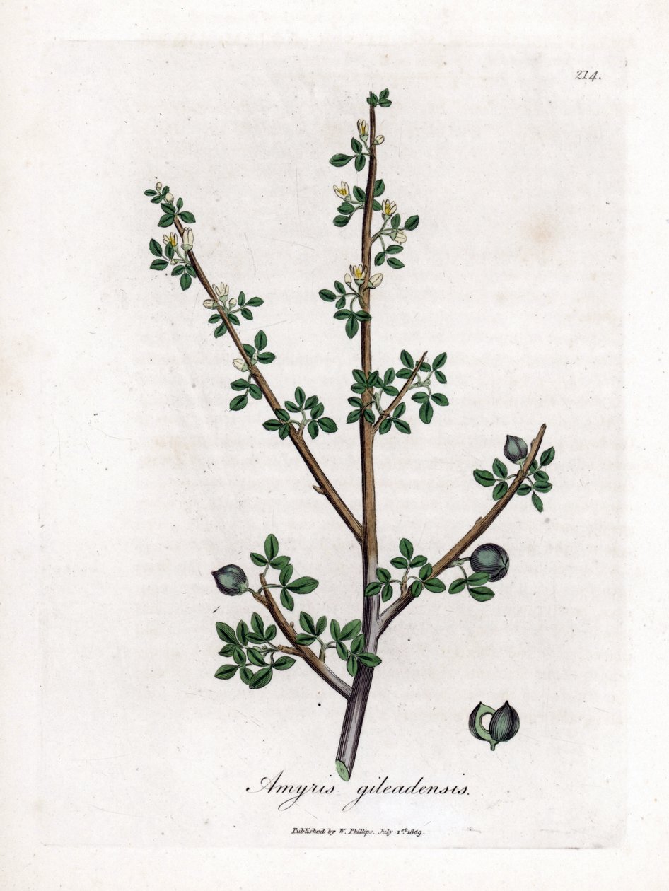 Balsam of Mecca tai Balsam of Galaad - Balsam of Mecca, Commiphora Gileadensis. Käsinvärinen kuparilevykaiverrus James Sowerbyn kasvitieteellisestä kuvituksesta William Woodvillesta ja Sir William Jackson Hookerin "" Medical Botany" -teoksesta, John Bohn,  tekijältä James Sowerby