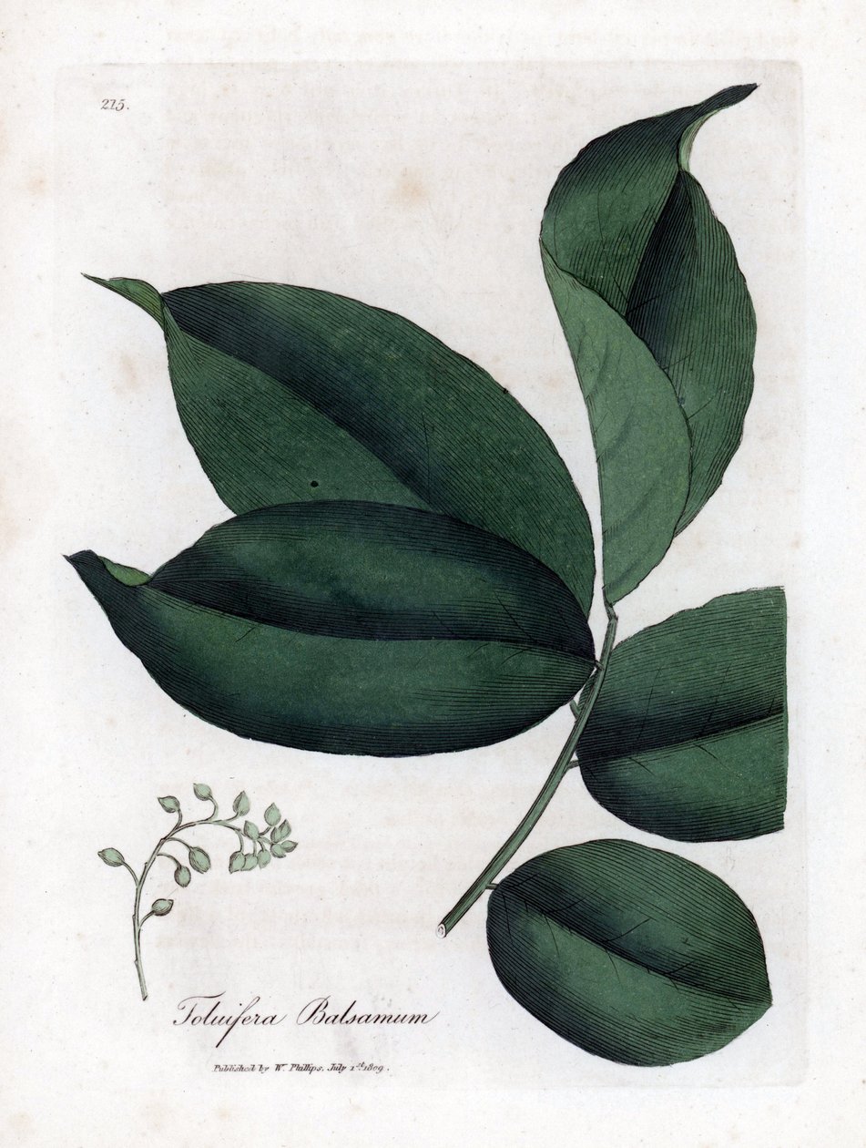 Tolu-puun balsami, Myroxylon toluifera balsamum. Käsinvärinen kuparilevykaiverrus James Sowerbyn kasvitieteellisestä kuvituksesta William Woodvillesta ja Sir William Jackson Hookerin "" Medical Botany" -teoksesta, John Bohn, Lontoo tekijältä James Sowerby