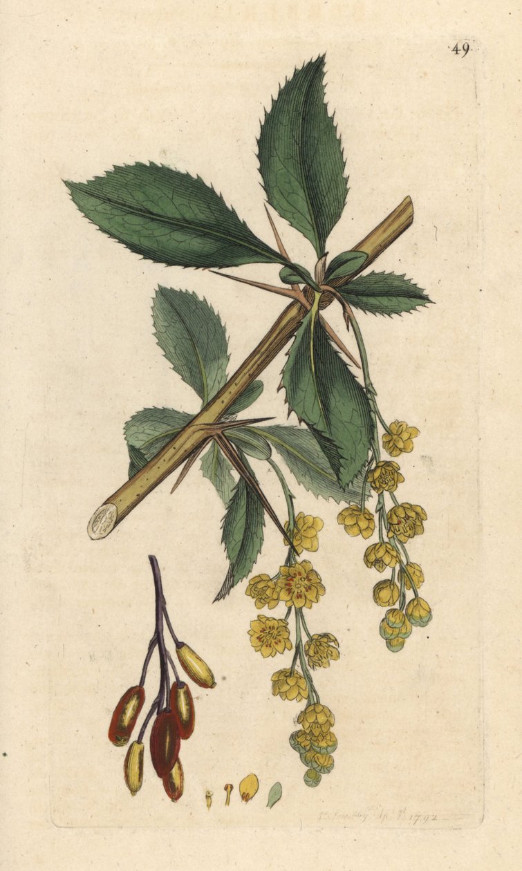 Haapukkamarja, Berberis vulgaris (Vinettier tai l¿spine-barberry) Käsinvärinen kuparikaiverrus James Sowerbyn piirustuksen mukaan James Smithin Englannin kasvitieteestä Lontoossa tekijältä James Sowerby