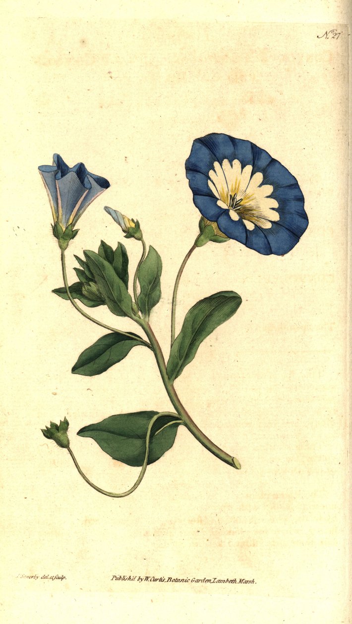 Kaunis päivä tai kolmivärinen sideruoho - Pieni sideruoho, Convolvulus tricolor. James Sowerbyn käsinvärinen kuparikaiverrus ja kasvitieteellinen kuvitus William Curtisin The Botanical Magazinesta, Lambeth Marsh, Lontoo tekijältä James Sowerby