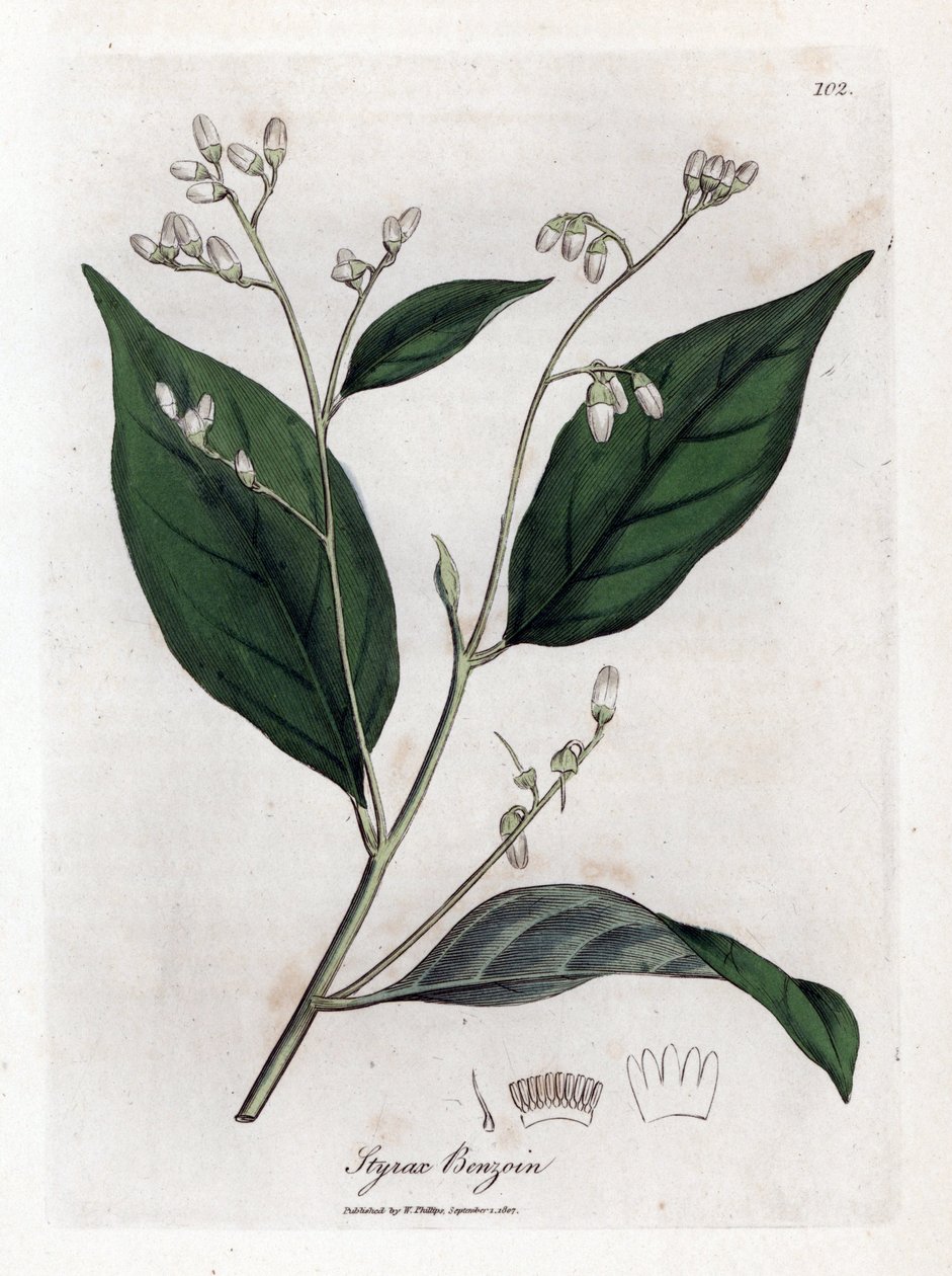 Bentsoiini - Benjamin-puu, Styrax-bentsoiini. Käsinvärinen kuparilevykaiverrus James Sowerbyn kasvitieteellisestä kuvituksesta William Woodvillesta ja Sir William Jackson Hookerin "" Medical Botany" -teoksesta, John Bohn, Lontoo tekijältä James Sowerby
