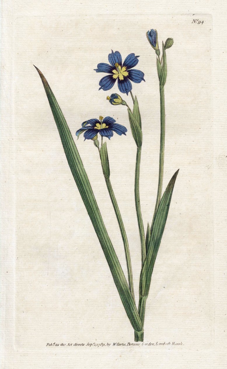 Bermudilainen kapeilla lehdillä - James Sowerbyn (1757-1822) litografia, William Curtisin (1746-1799) kasvitieteellinen aikakauslehti tekijältä James Sowerby