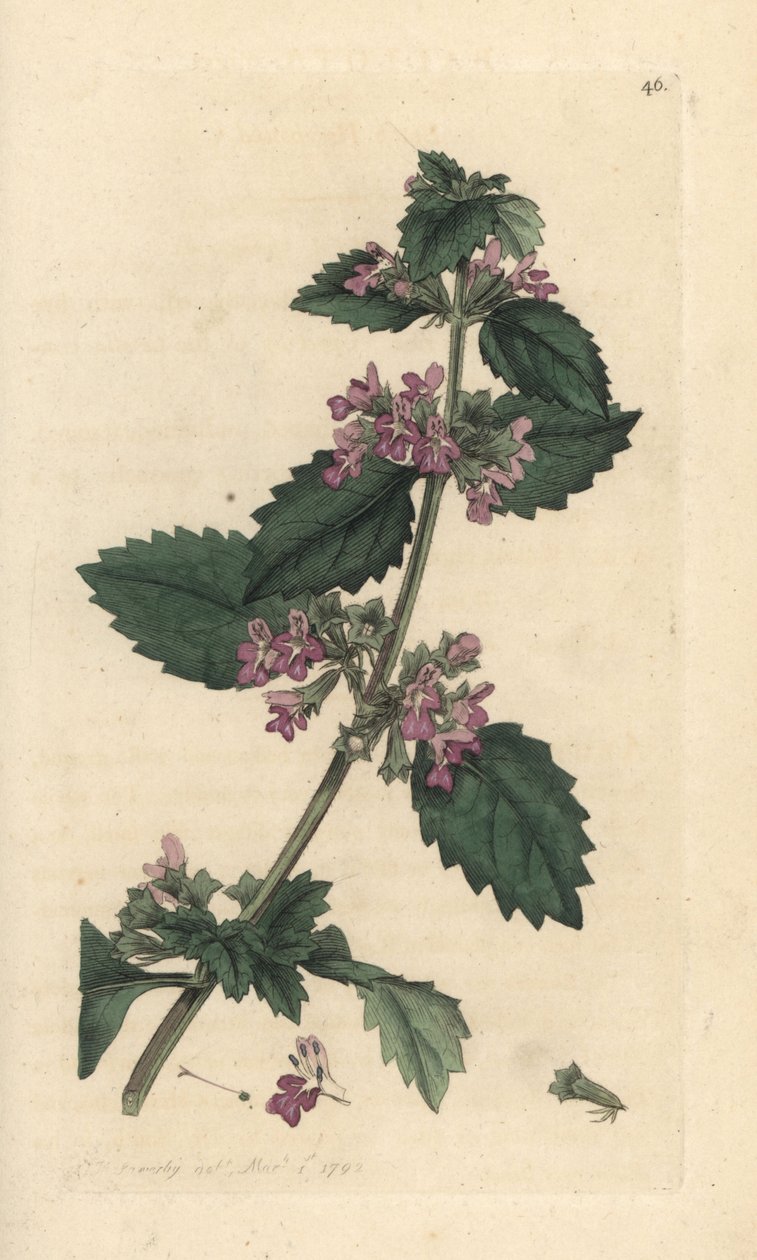 Musta horehound, Ballota nigra (Ballote noire) Käsinvärinen kuparikaiverrus James Sowerbyn kuvituksen mukaan James Smithin Englannin kasvitieteellisestä lehdestä Lontoossa tekijältä James Sowerby