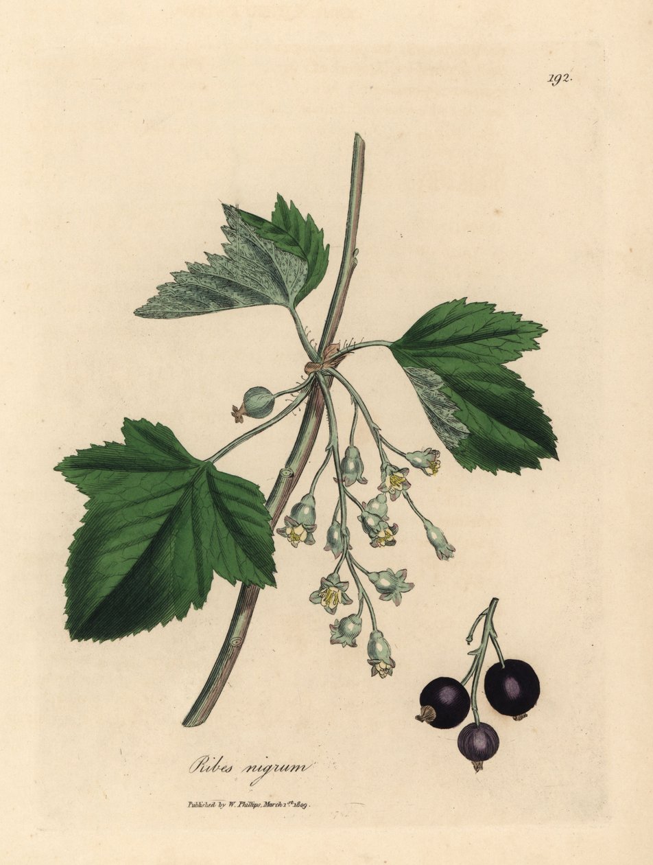 Mustaherukkapuu, Ribes nigrum tekijältä James Sowerby