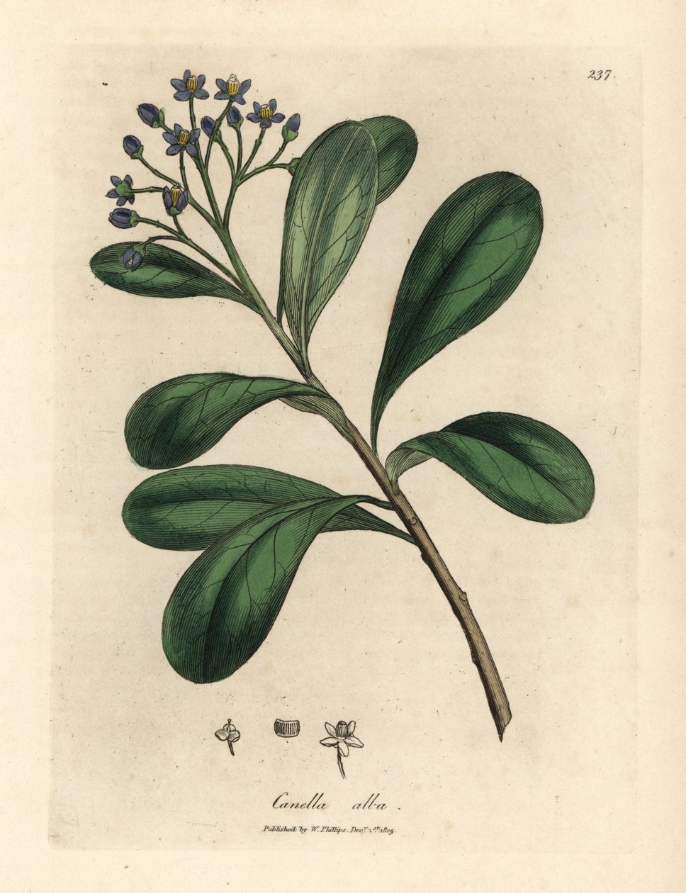 Sinikukkainen, laakerinlehtinen canella, Canella alba, Canella winterana tekijältä James Sowerby